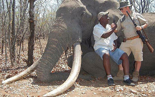Mọi người phẫn nộ với người thợ săn chi tiền khủng băn chết voi khổng lồ.  Ảnh: Telegraph