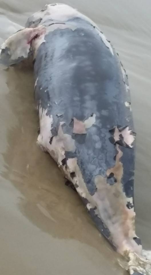 Cùng thời điểm xảy ra hiện tượng thời tiết vòi rồng trên biển, người dân Vũng Tàu còn phát hiện một con cá heo bị chết trôi dạt vào bờ biển