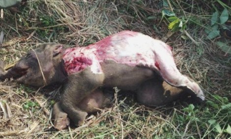 Điều tra vụ voi rừng chết chết bất thường trong khu vực công ty Lâm Nghiệp