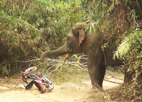 Vụ việc voi rừng tấn công khiến nhiều người dân hoảng sợ.