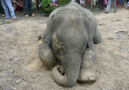 Xác voi rừng được phát hiện dưới mương, đây là con voi thứ 9 chết ở Đồng Nai