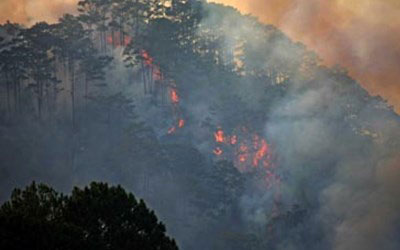 Vụ cháy mới nhất ở rừng Lâm Đông bắt nguồn từ tàn thuốc