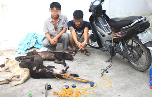 Vụ trộm chó bằng súng kích điện số lượng lớn được phát hiện ở tỉnh Nghệ An