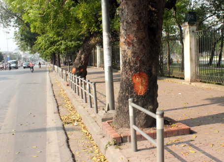 Những cây xà cừ bị lột vỏ trên các tuyến phố Lê Duẩn, Kim Mã có thể bị chết khô