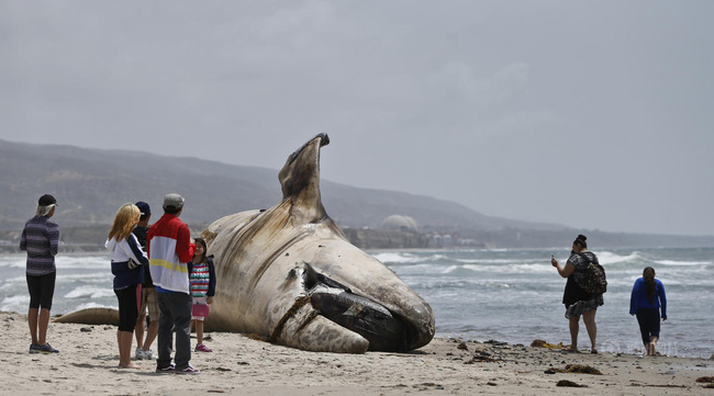 Phát hiện xác cá voi nặng 30 tấn, dài 12m nằm ‘trơ’ trên bờ biển Mỹ