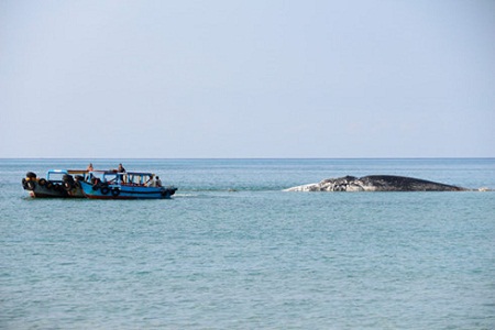 Xác cá voi nặng 10 tấn nổi lênh đênh trên vùng biển Bình Thuận