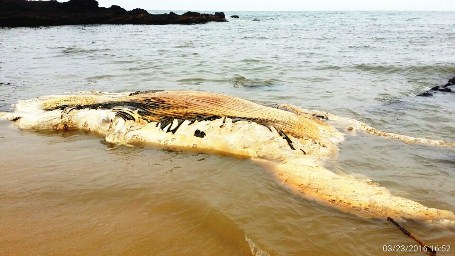Xác cá voi nặng 10 tấn nổi lênh đênh trên vùng biển Bình Thuận