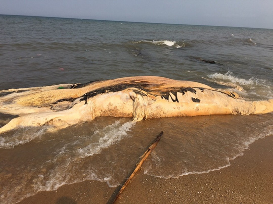 Xác cá voi ‘độc nhất vô nhị’ trôi dạt vào bờ biển Quảng Bình