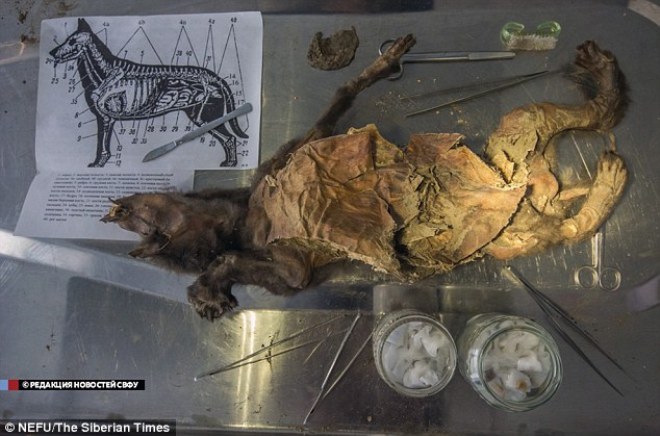 Xác ướp chó 12,400 tuổi vẫn còn hoàn toàn nguyên vẹn