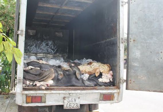 Xe tải chở 3 tấn da trâu, bò thối bị phát hiện