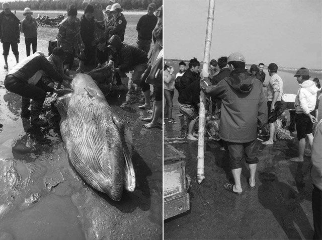 Người dân xã Hải Đông xẻ thịt con cá voi để mang đi chôn
