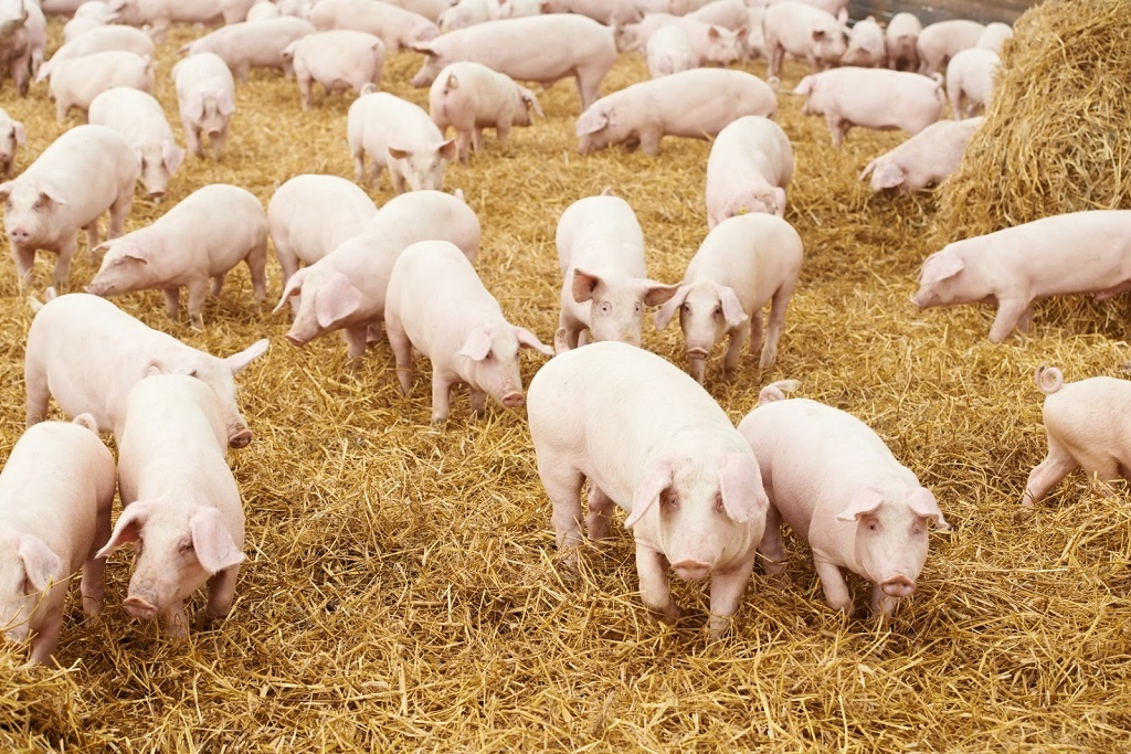 Giá cả thị trường ngày hôm nay (6/10): Giá lợn hơi giảm sâu ở miền Bắc