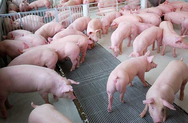Giá cả thị trường hôm nay: Giá lợn hơi trên cả nước được giữ ở mức ổn định 