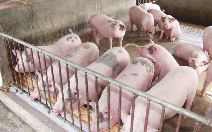 Giá cả thị trường hôm nay (26/11): Giá lợn hơi tại miền Bắc tiếp tục tăng 