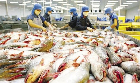 Giá cá tra thương phẩm bất ngờ tăng mạnh