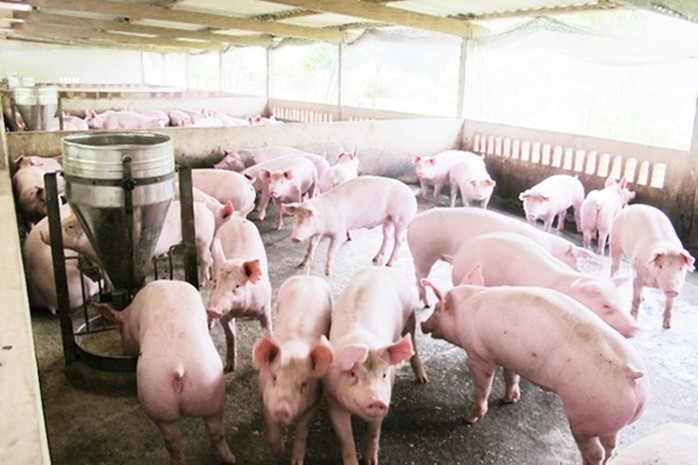 Giá cả thị trường hôm nay (2/12): Giá lợn hơi tại miền Bắc cao nhất cả nước