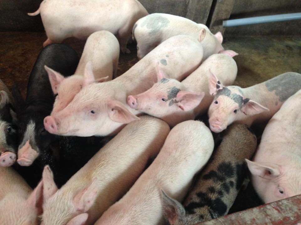 Giá cả thị trường hôm nay (8/12): Giá lợn hơi tại miền Bắc có tỉnh tăng thêm 2.000 đồng/kg
