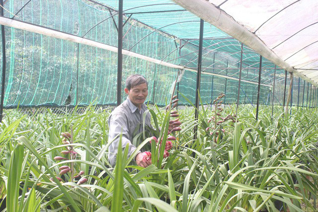 Nông dân ở Lâm Đồng thu tiền tỷ mỗi năm nhờ trồng địa lan, dâu tây