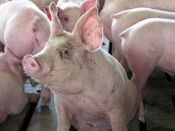 Giá cả thị trường ngày 11/1: Giá lợn hơi tại miền Bắc đồng loạt giảm nhẹ 