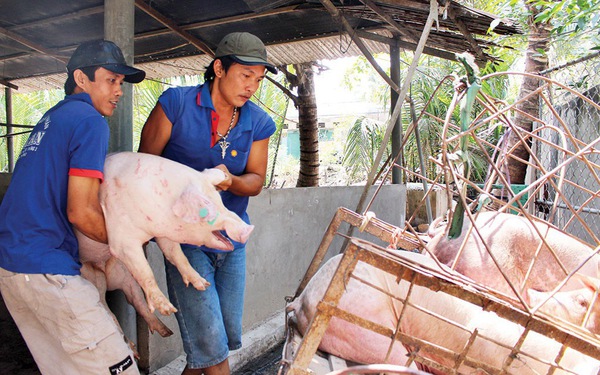 Giá cả thị trường ngày 16/1: Giá lợn hơi miền Bắc dao động quanh mức 34.000 đồng/kg