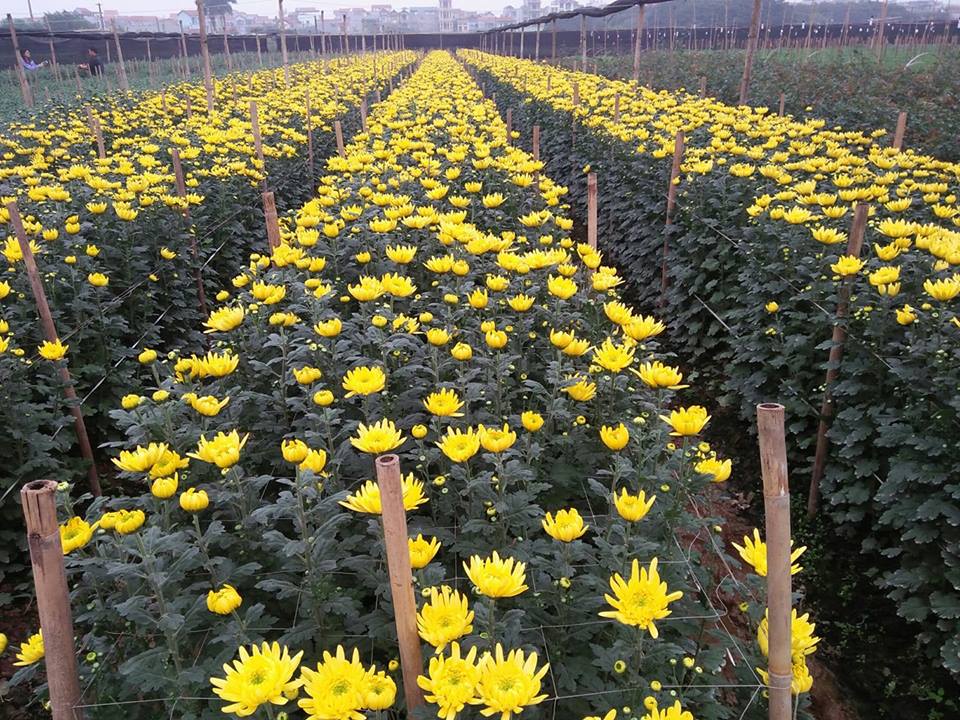 Tết Mậu Tuất: Những vườn hoa tại ngoại thành Hà Nội đã sẵn sàng để ‘bung lụa’