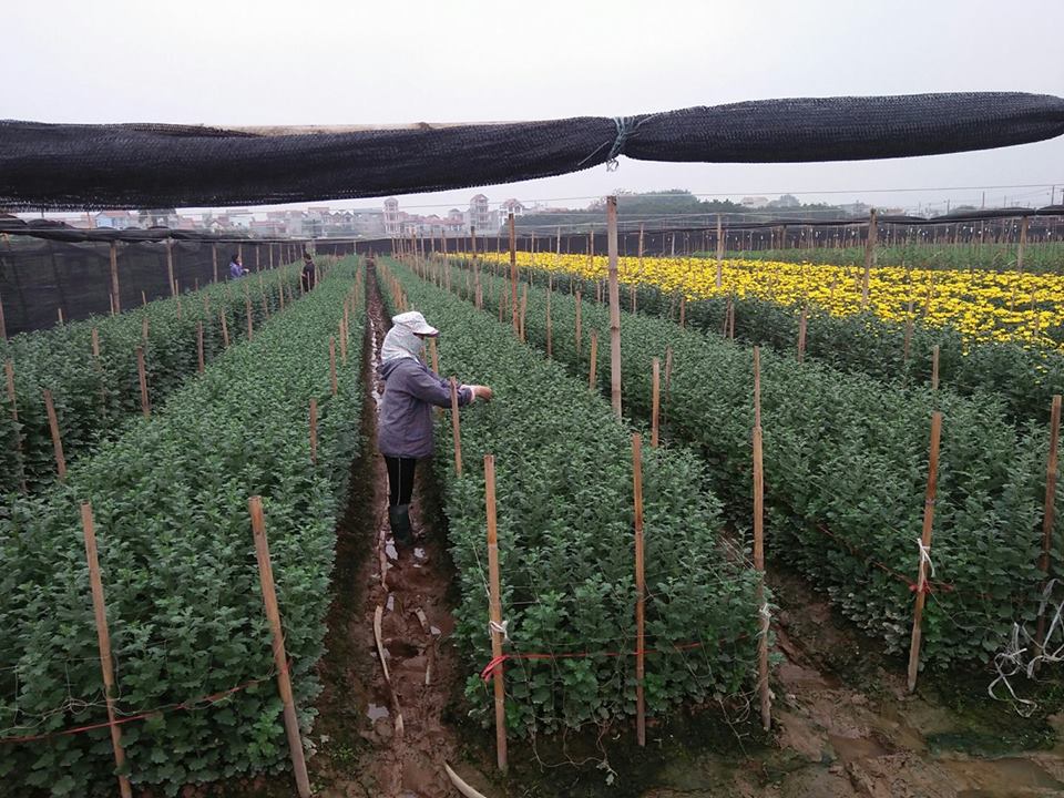 Tết Mậu Tuất: Những vườn hoa tại ngoại thành Hà Nội đã sẵn sàng để ‘bung lụa’