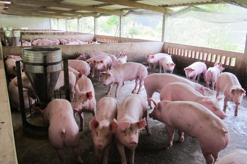Giá cả thị trường ngày 5/2: Giá lợn hơi tại miền Bắc trong khoảng 33.000 đến 36.000 đồng một kg