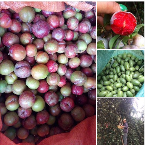 Nhiều loại quả đầu mùa giá ‘chát’ hơn cả trái cây nhập khẩu, vì sao?