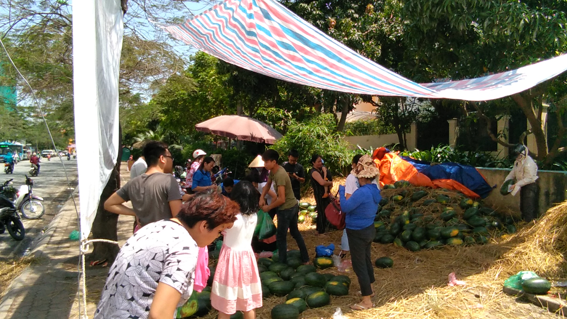 Chùm ảnh: Sinh viên Hà Nội giải cứu dưa hấu giúp nông dân Quảng Ngãi