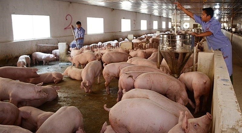 Giá lợn hơi xấp xỉ 50.000 đồng/kg: Người chăn nuôi vui mừng, Cục chăn nuôi ra khuyến cáo 