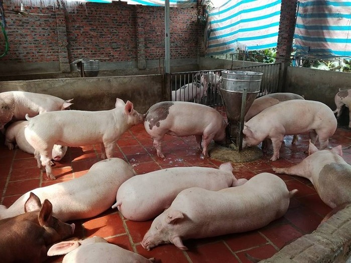 Giá lợn hơi tăng: Chuyên gia kinh tế nói gì trước lo ngại lợn TQ giá rẻ sẽ đổ bộ thị trường