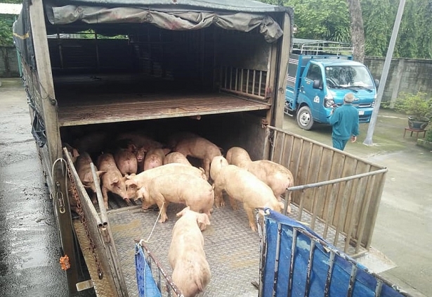 Giá lợn hơi tăng cao gần chạm ngưỡng 60.000 đồng/kg 