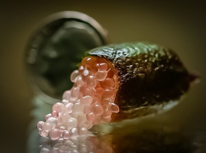 Được mệnh danh là ‘trứng cá caviar’, chanh ngón tay hương vị lạ có giá gần 4 triệu đồng/kg