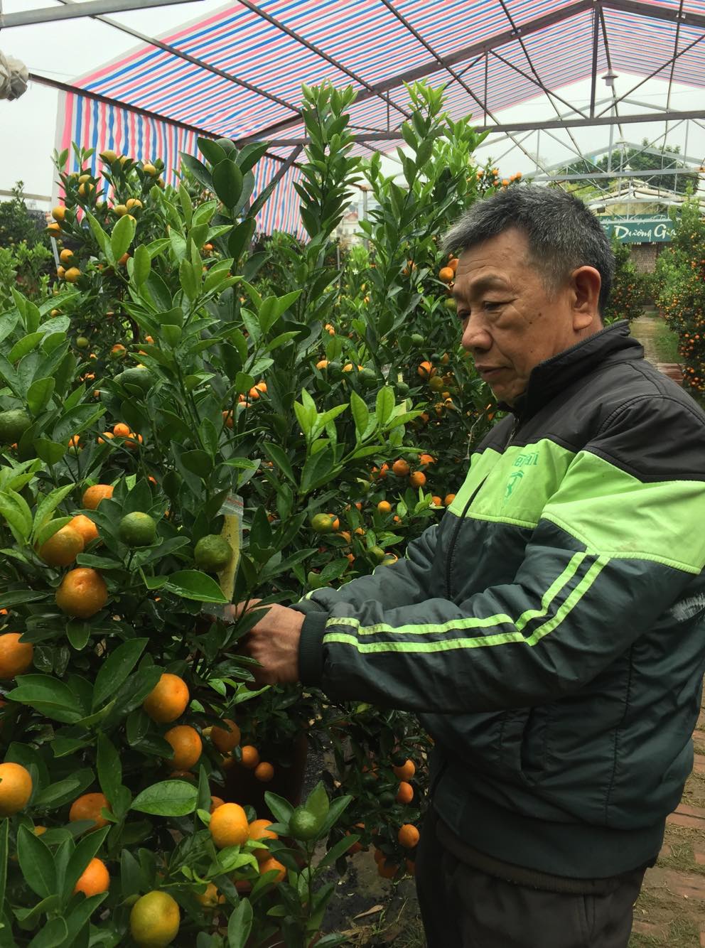 Tết Kỷ Hợi 2019: Gặp nghệ nhân trồng quất bonsai tại làng Tứ Liên - Hà Nội