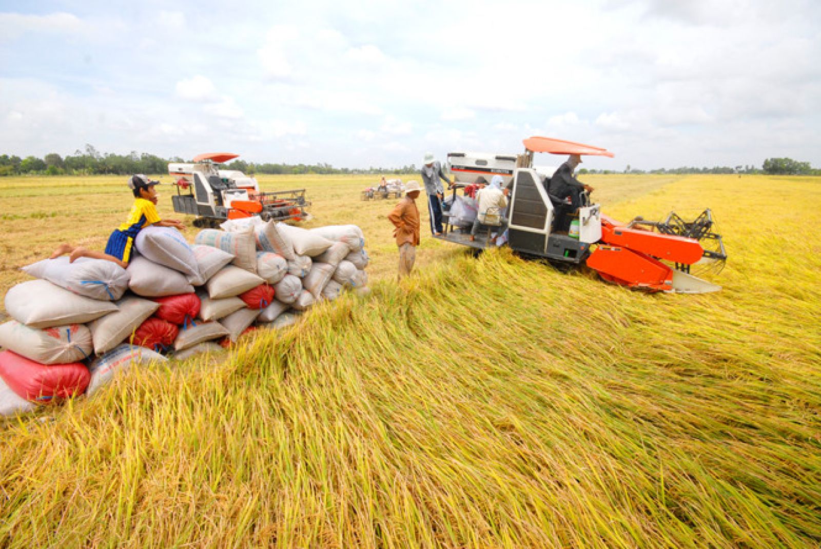 Nóng: Chiều nay, Chính phủ họp về vấn đề lúa gạo xuống giá