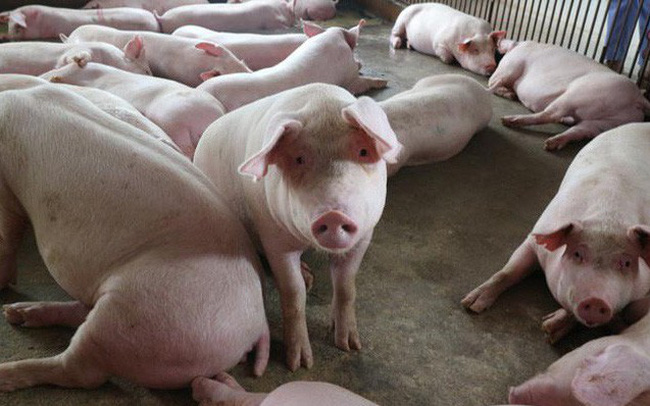 Giá lợn hơi giảm mạnh trước dịch tả Châu Phi