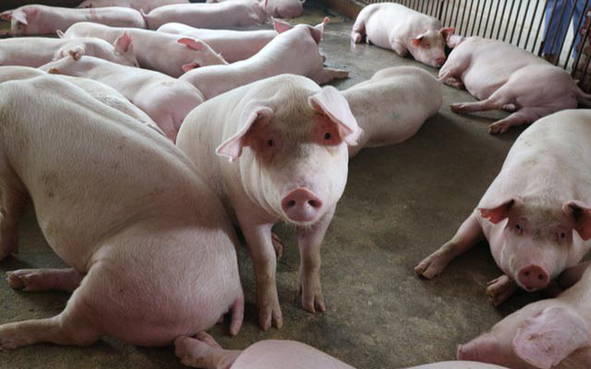 Giá lợn hơi tiếp tục tăng mạnh tại các tỉnh miền Bắc