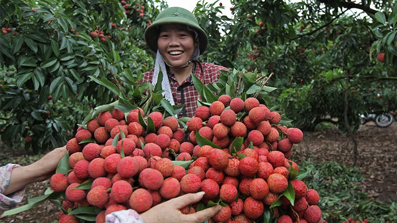Vải thiều Bắc Giang năm nay thơm ngon hơn năm 2018
