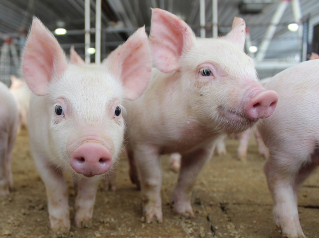 Giá lợn hơi tăng, nguy cơ Tết thiếu thịt?