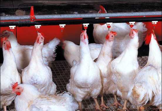 Giá thịt gà trong nước chạm đáy: Chuyên gia đã cảnh báo từ trước