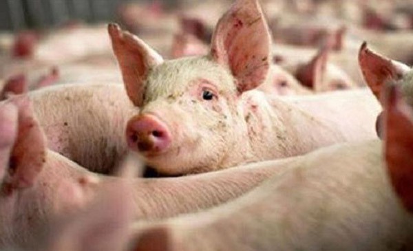 Giá lợn hơi tiếp tục tăng cao