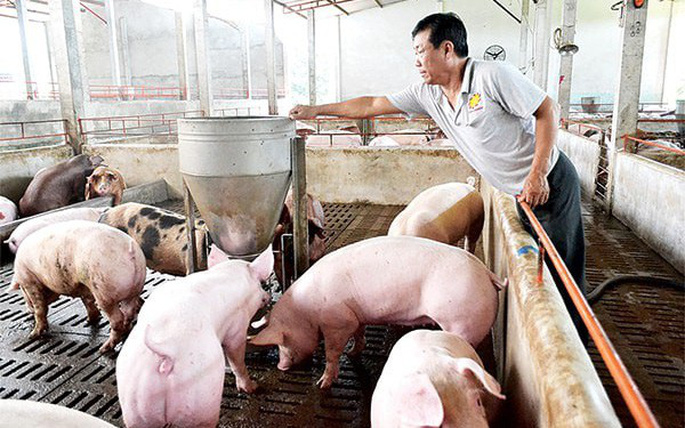 Giá lợn hơi sắp chạm ngưỡng 70.000 đồng một kg