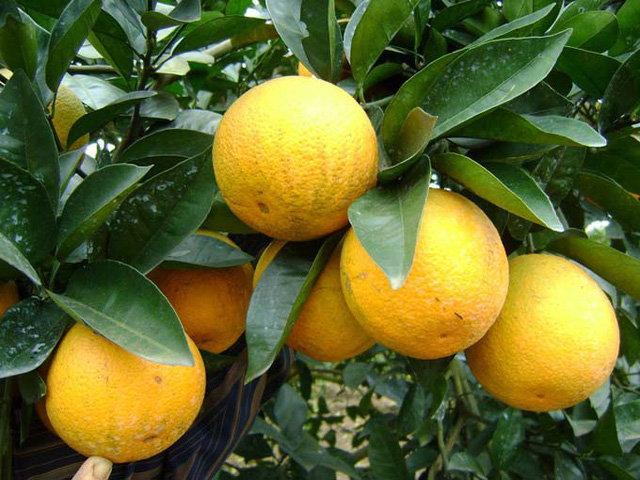 Mở rộng khu vực địa lý trồng cam 'Vinh'