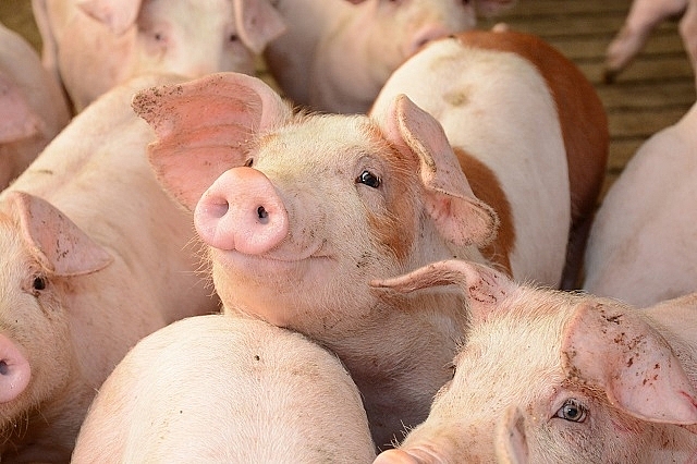 Giá lợn hơi sắp chạm ngưỡng 80.000 đồng một kg