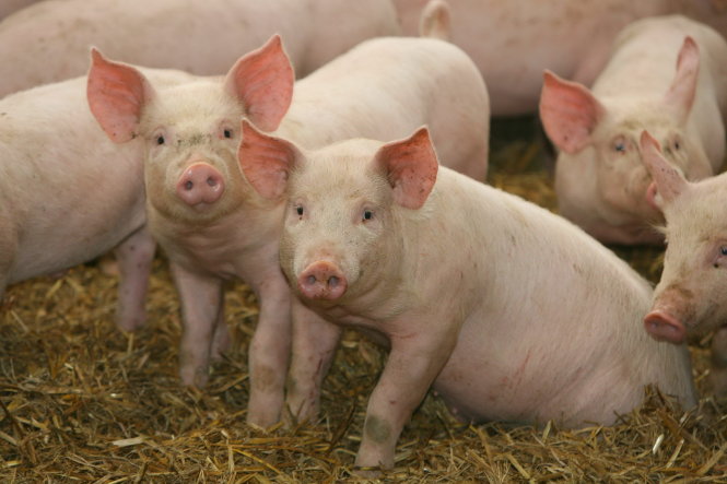 Giá lợn cao nhất đã chạm ngưỡng 80.000 đồng một kg