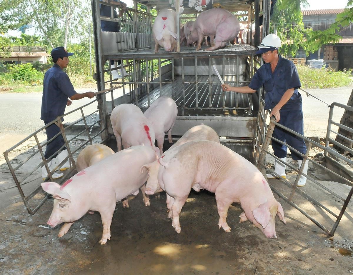Khẩn trương báo cáo Thủ tướng tình hình giá thịt lợn