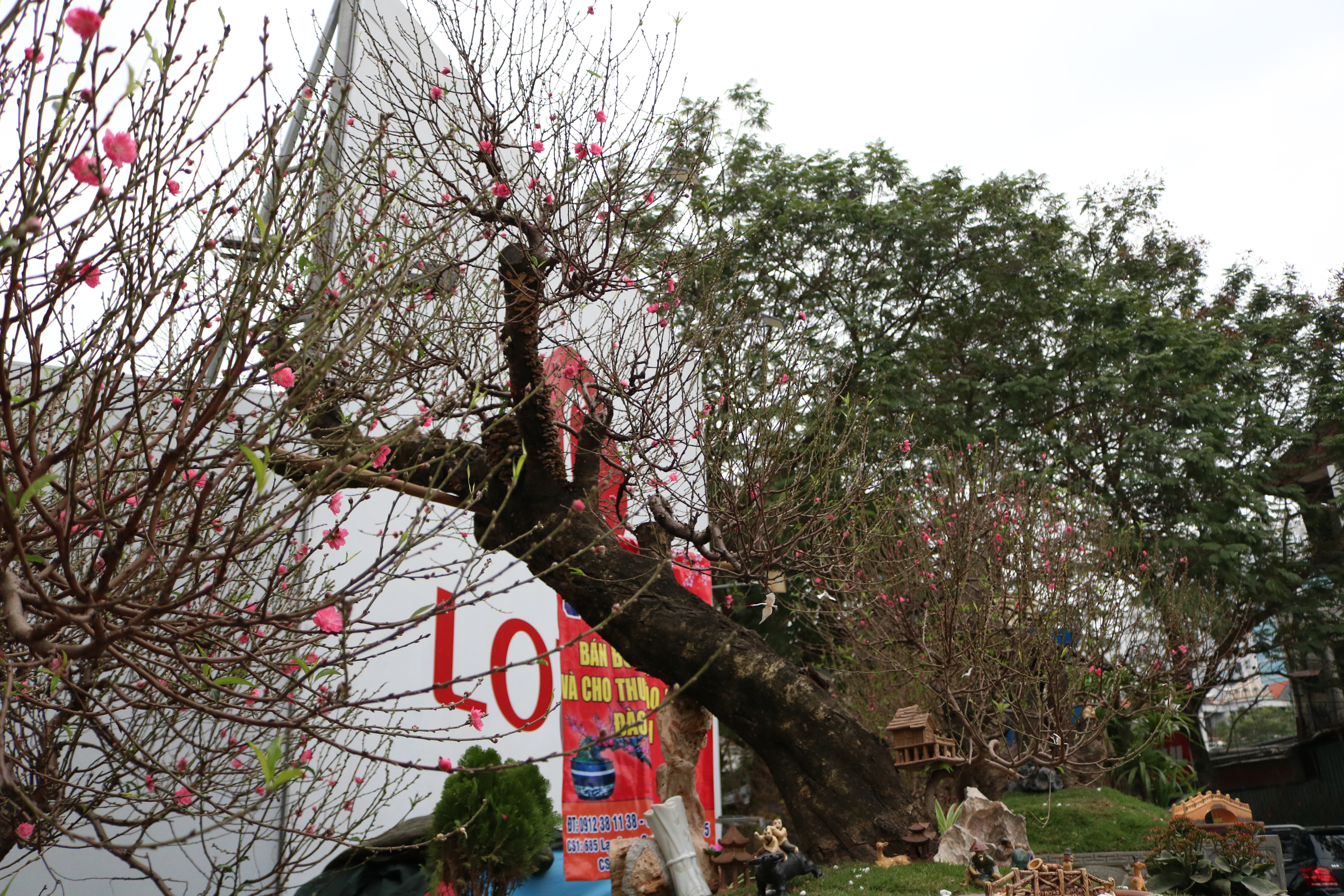 Ngắm đào bonsai cổ thụ giá tiền triệu phục vụ người dân Hà Nội đón Tết