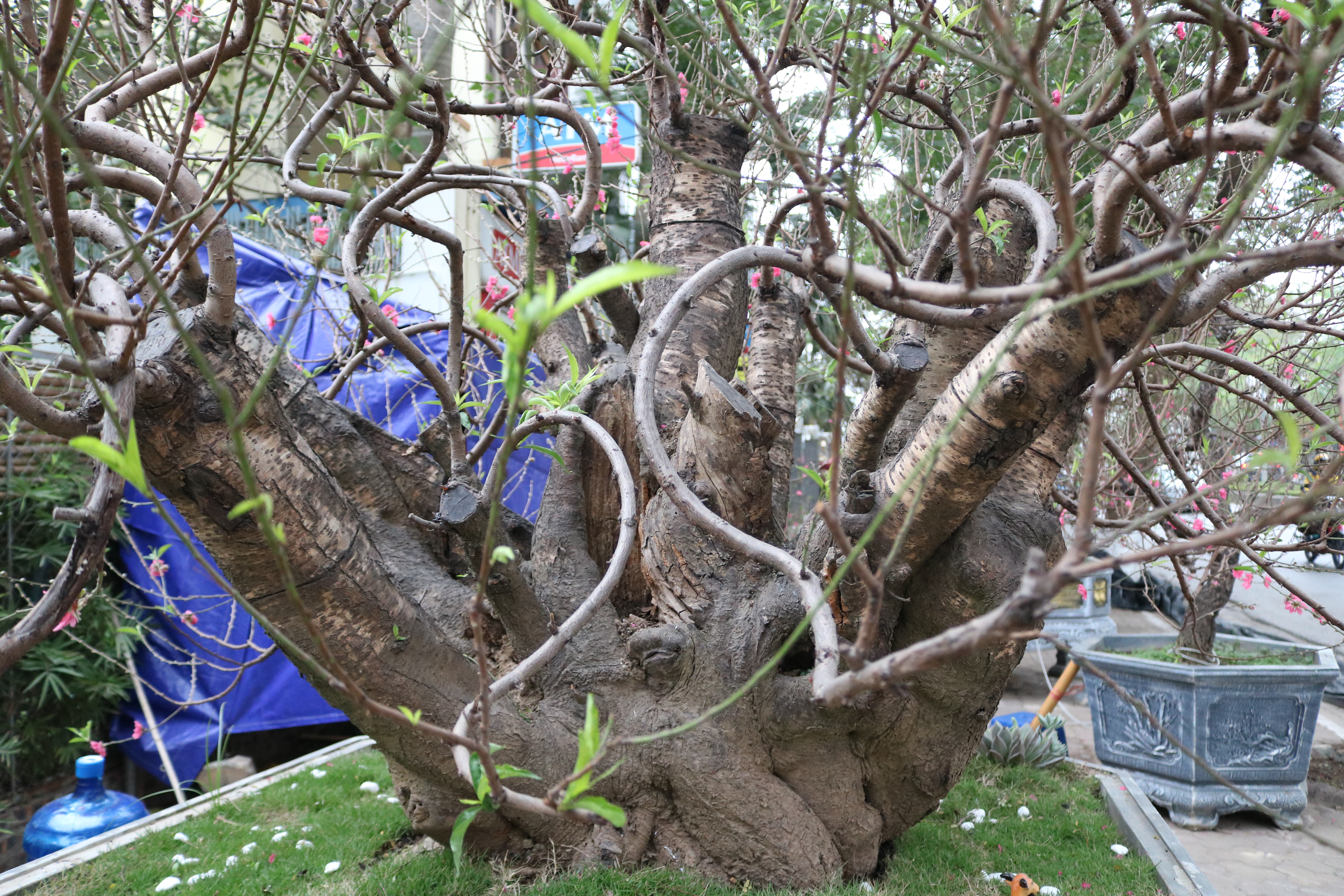Ngắm đào bonsai cổ thụ giá tiền triệu phục vụ người dân Hà Nội đón Tết