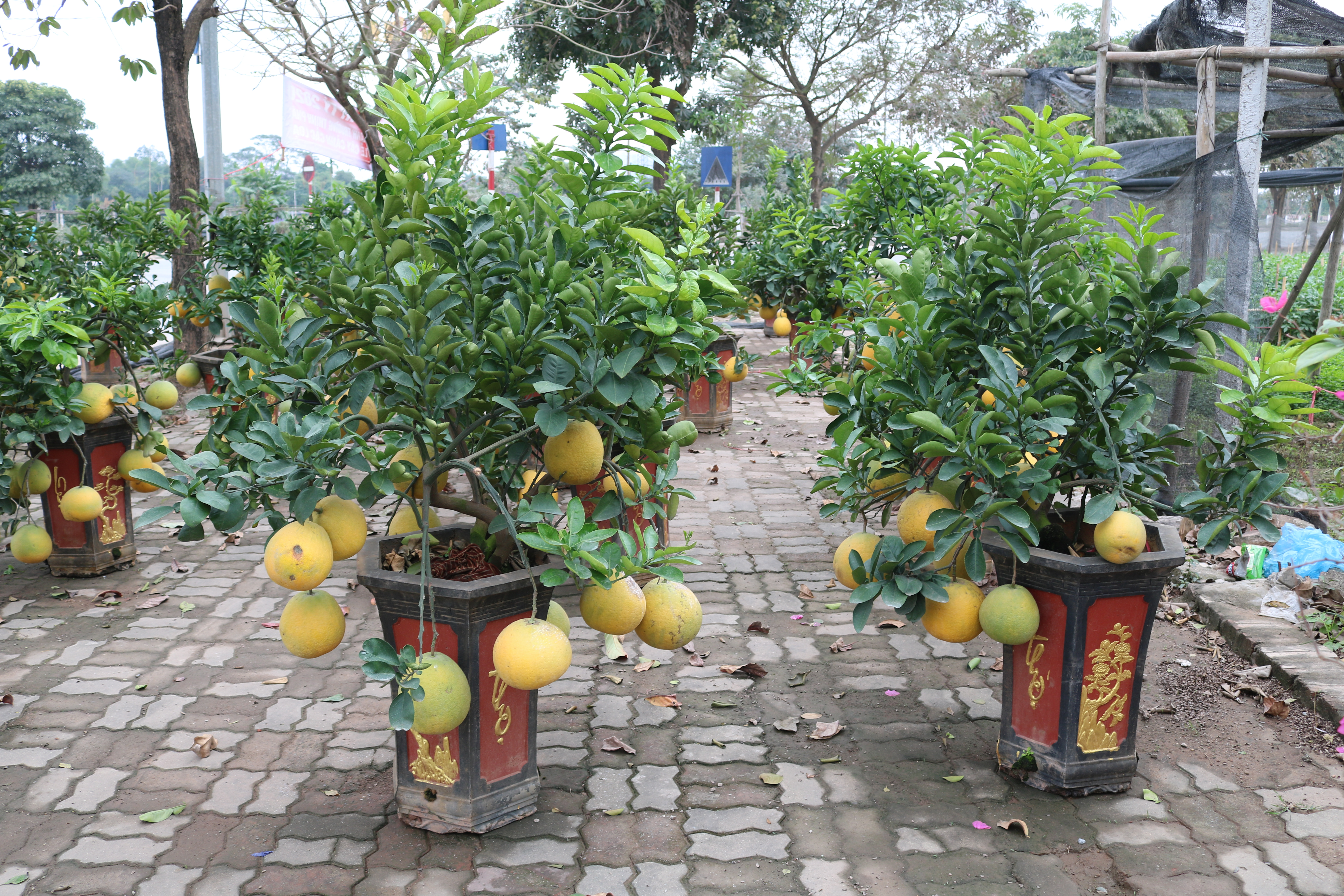 Ngắm bưởi bonsai giá tiền triệu hút khách thủ đô trưng Tết