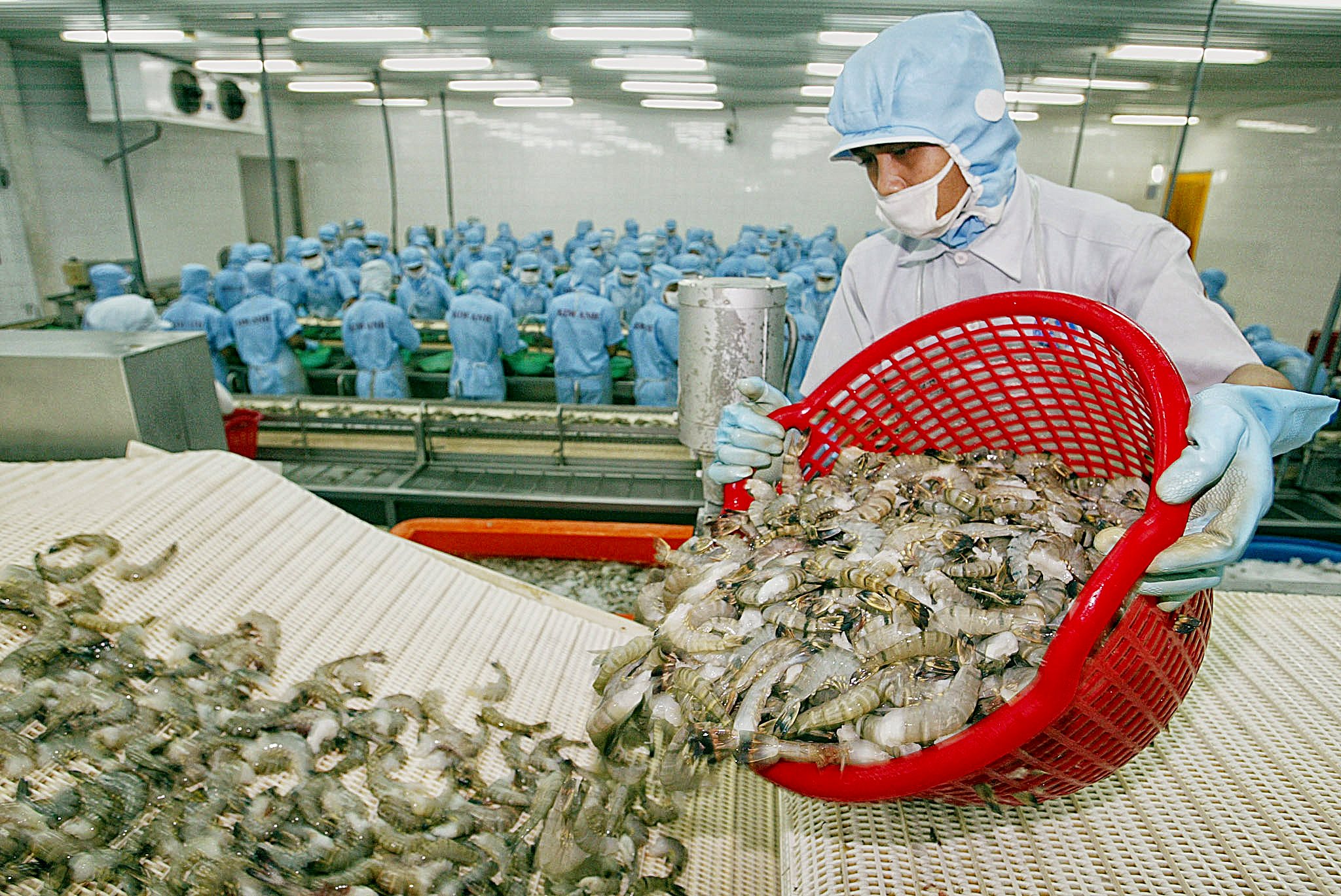 5 năm qua, xuất khẩu tôm sang Trung Quốc tăng trưởng đột phá